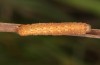 Olivenebula subsericata: Half-grown larva (e.l. rearing, N-Greece, Siatista near Kozani, larvae found in early November 2023) [S]