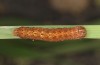 Olivenebula subsericata: Half-grown larva (e.l. rearing, N-Greece, Siatista near Kozani, larvae found in early November 2023) [S]