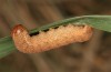 Olivenebula subsericata: Larva in the penultimate instar (e.l. rearing, N-Greece, Siatista near Kozani, larvae found in early November 2023) [S]