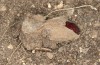Olivenebula subsericata: Cocoon, partly opened (e.l. rearing, N-Greece, Siatista near Kozani, larvae found in early November 2023) [S]