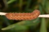Olivenebula subsericata: Larva in the penultimate instar (e.l. rearing, N-Greece, Siatista near Kozani, larvae found in early November 2023) [S]