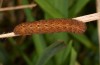 Olivenebula subsericata: Larva in the penultimate instar (e.l. rearing, N-Greece, Siatista near Kozani, larvae found in early November 2023) [S]
