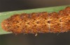 Olivenebula subsericata: Larva in the penultimate instar (e.l. rearing, N-Greece, Siatista near Kozani, larvae found in early November 2023) [S]
