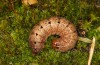 Olivenebula subsericata: Larva in the final instar (e.l. rearing, N-Greece, Siatista near Kozani, larvae found in early November 2023) [S]