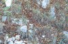 Olivenebula subsericata: Larval habitat with Dactylus glomerata on a scrub edge (N-Greece, Siatista near Kozani, larvae found in early November 2023) [N]