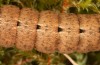 Olivenebula subsericata: Larva in the final instar (e.l. rearing, N-Greece, Siatista near Kozani, larvae found in early November 2023) [S]