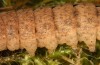 Olivenebula subsericata: Larva in the final instar (e.l. rearing, N-Greece, Siatista near Kozani, larvae found in early November 2023) [S]