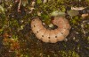 Olivenebula subsericata: Larva in the final instar (e.l. rearing, N-Greece, Siatista near Kozani, larvae found in early November 2023) [S]