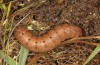 Olivenebula subsericata: Larva in the final instar (e.l. rearing, N-Greece, Siatista near Kozani, larvae found in early November 2023) [S]