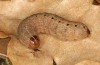 Olivenebula subsericata: Larva in the final instar (N-Greece, Kastoria, early April 2022) [M]