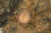 Olivenebula subsericata: Egg after a few weeks (e.l. rearing, N-Greece, Siatista near Kozani, larvae found in early November 2023) [S]