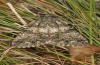 Olivenebula subsericata: Male (e.l. rearing, N-Greece, Siatista near Kozani, larvae found in early November 2023) [S]