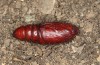 Olivenebula subsericata: Pupa (e.l. rearing, N-Greece, Siatista near Kozani, larvae found in early November 2023) [S]