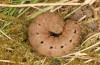 Olivenebula subsericata: Larva in the final instar (N-Greece, Kastoria, early April 2022) [M]