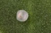 Olivenebula subsericata: Egg prior to hatching (e.l. rearing, N-Greece, Siatista near Kozani, larvae found in early November 2023) [S]