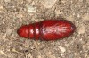 Olivenebula subsericata: Pupa (e.l. rearing, N-Greece, Siatista near Kozani, larvae found in early November 2023) [S]