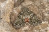 Olivenebula subsericata: Male (e.l. rearing, N-Greece, Siatista near Kozani, larvae found in early November 2023) [S]