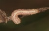 Olivenebula subsericata: Young larva (N-Greece, Siatista near Kozani, larvae found in early November 2023) [M]