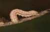 Olivenebula subsericata: Young larva (N-Greece, Siatista near Kozani, larvae found in early November 2023) [M]