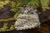 Olivenebula subsericata: Female (e.l. rearing, N-Greece, Siatista near Kozani, larvae found in early November 2023) [S]