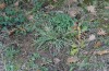 Olivenebula subsericata: Larval habitat with Dactylus glomerata on a woodland edge (N-Greece, Siatista near Kozani, larvae found in early November 2023) [N]