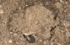 Olivenebula subsericata: Cocoon (e.l. rearing, N-Greece, Siatista near Kozani, larvae found in early November 2023) [S]