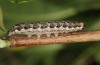 Tiliacea sulphurago: Raupe (Rumänien, Sighisoara, Mai 2021) [S]