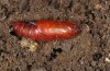 Hadena syriaca: Pupa (Askion) [S]