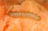 Dasypolia templi: Half-grown larva (breeding photo, Sicily, Randazzo, female at light in early March 2017, leg. Grünwald Franz [S]