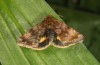 Panermia tenebrata: Adult (e.l. rearing, Heimertingen near Memmingen, larva in early June 2016) [S]