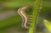 Panermia tenebrata: Half-grown larva (Heimertingen near Memmingen, early June 2016) [S]