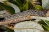 Dryobotodes tenebrosa: Larva in last instar (e.l. Sardinia 2012) [S]