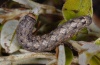 Dryobotodes tenebrosa: Larva in last instar (e.l. Sardinia 2012) [S]