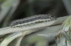 Paranataelia tenerifica: Half-grown larva (e.l. La Gomera 2013) [S]