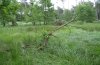 Polypogon tentacularius: Habitat in the woodland: temporarily humid clearing (eastern Swabian Alb) [N]