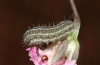 Hadena tephroleuca: Larva in the thirdlast instar (Alpes-Maritimes 2011) [S]