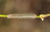 Hadena tephroleuca: Larva in the thirdlast instar (Alpes-Maritimes 2011) [S]