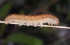 Hadena tephroleuca: Larva (Kanisfluh 2010) [S]