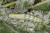 Cucullia thapsiphaga: Larva (Olympus, Greece) [M]