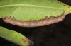 Ophiusa tirhaca: Half-grown larva (La Gomera, December 2011) [S]