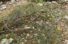 Noctua tirrenica: Larvalhabitat (Südspanien, Sierra del Segura, Mitte November 2022) [N]