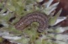 Xanthia togata: Larva in the penultimate instar (S-Germany, Heidenheim, 2008) [S]