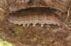 Xanthia togata: Larva (S-Germany, Memmingen, April 2020) [S]