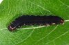 Eupsilia transversa: Larva [S]