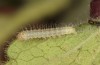 Philareta treitschkii: Larva in the third instar (e.o. rearing Greece, Lefkada island, egg in early June 2021) [S]