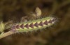 Philareta treitschkii: Larva in the final instar (e.o. rearing Greece, Lefkada island, egg in early June 2021) [S]