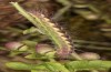 Philareta treitschkii: Larva in the final instar (e.o. rearing Greece, Lefkada island, egg in early June 2021) [S]