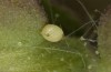 Philareta treitschkii: Egg (Greece, Lefkada island, early June 2021) [S]