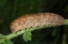 Xestia triangulum: Larva (eastern Swabian Alb, Southern Germany 2010) [S]