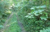 Xestia triangulum: Larvalhabitat auf der östlichen Alb: Waldweg mit Clematis vitalba und vielen Gehölzen. September 2011. Hier wurden 6 Wochen später auch Jungraupen von Xestia rhomboidea gefunden. [N]